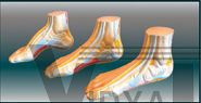 The model of tarsal